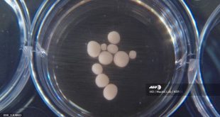 In first, brain waves detected in lab grown mini-brains